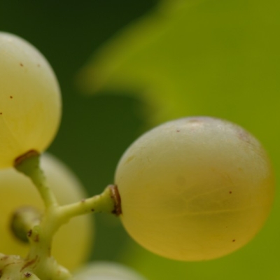 Mueller-Thurgau Beeren nah e